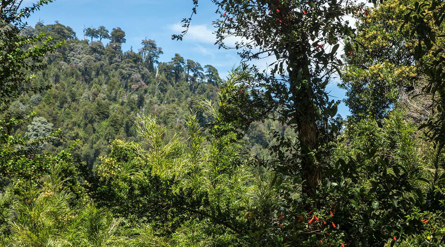 Campo Riñihue E1 — imagen 4
