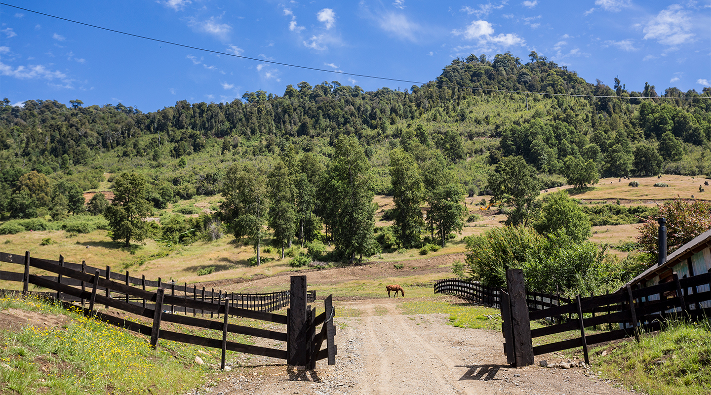 Campo Riñihue E1 — imagen 5