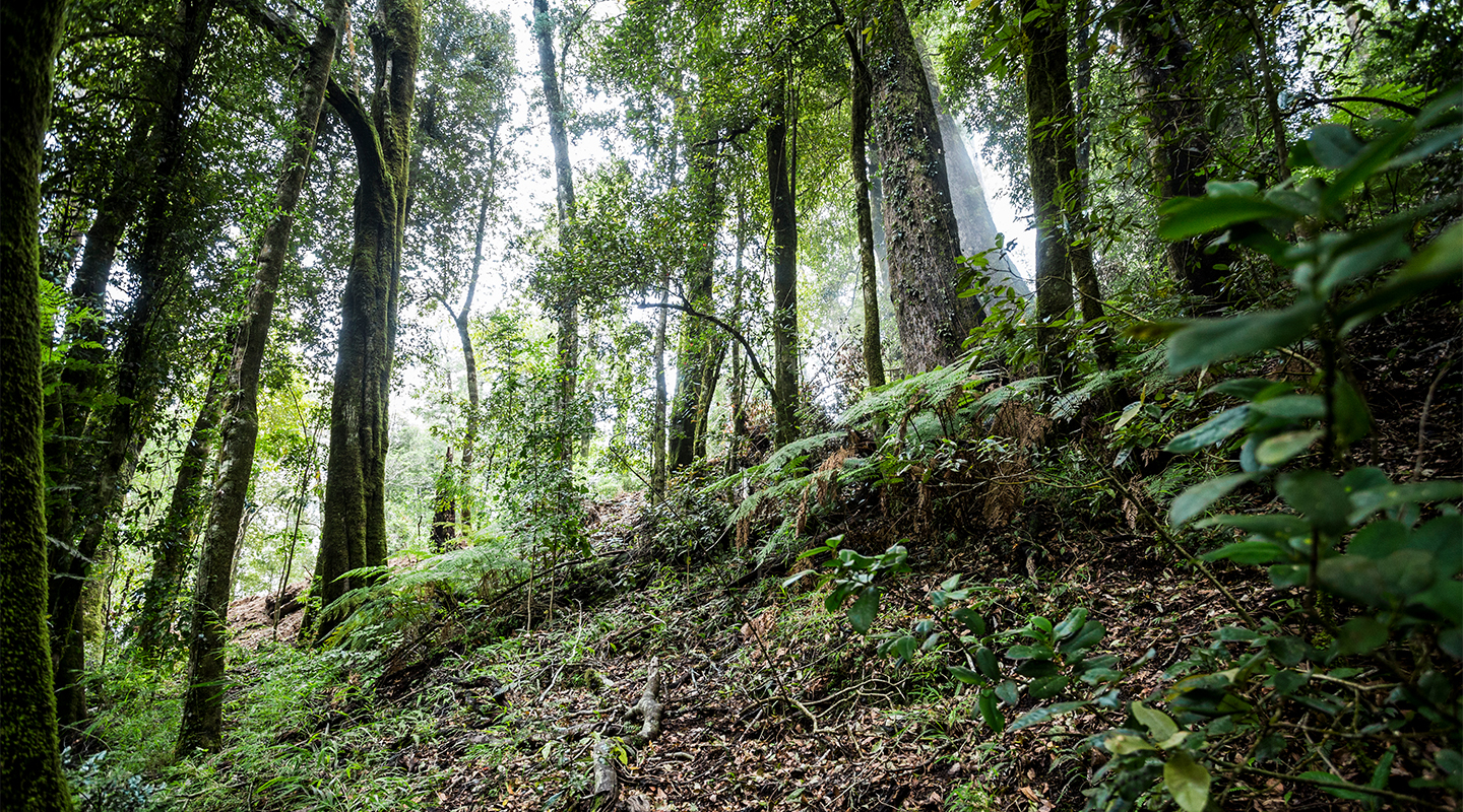Campo Riñihue E2 — imagen 5