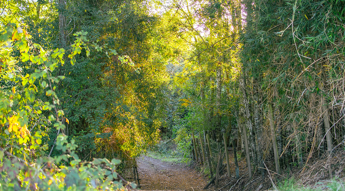 Reserva Los Tallos — 3